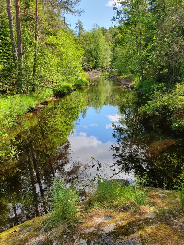 Utsikt over Buerbekken og skogen rundt.