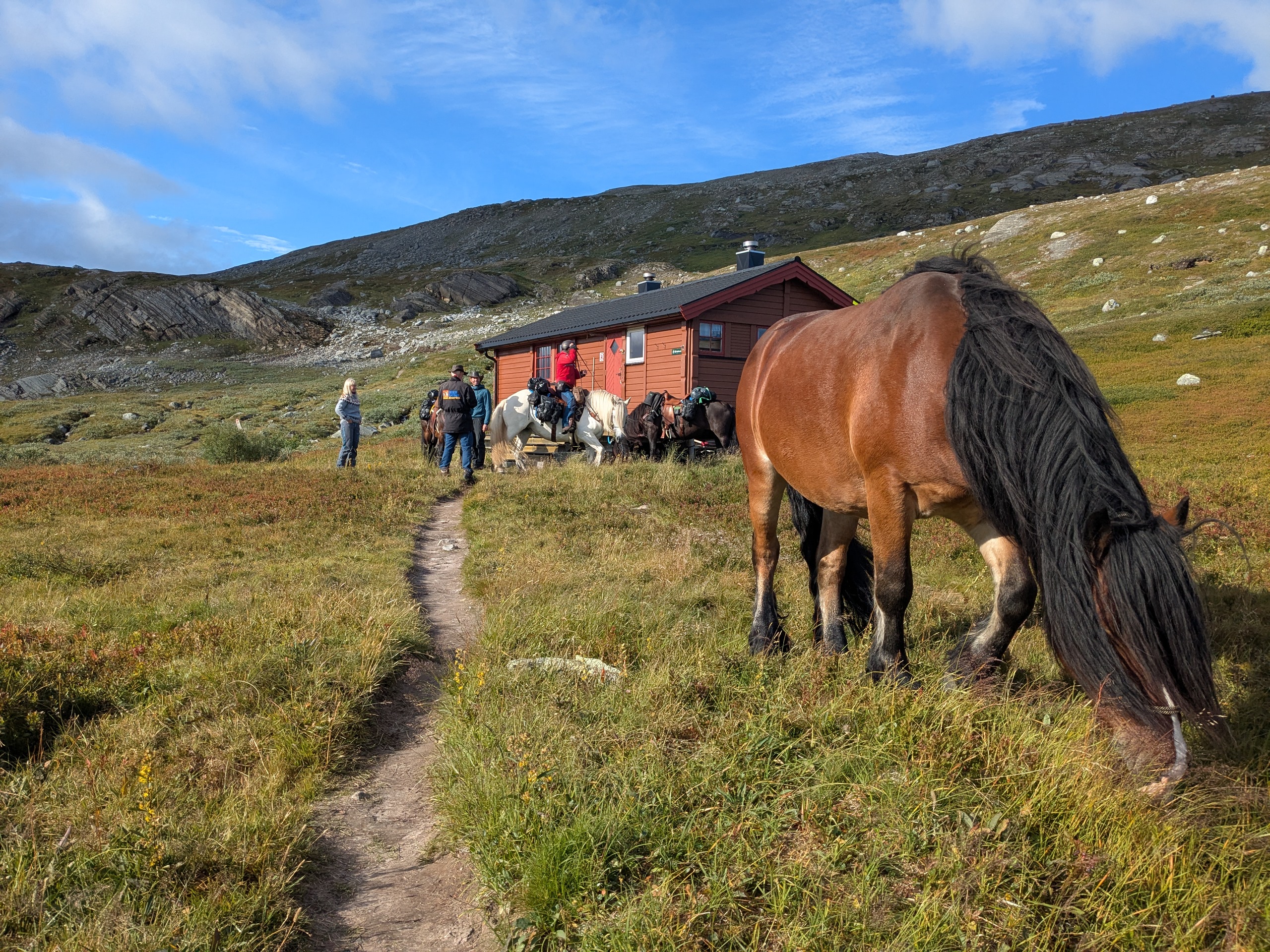 En brun hest med sort man gresser på høyfjellet foran ei rødbrun hytte. I bakgrunnen står det et turfølge og flere hester. 