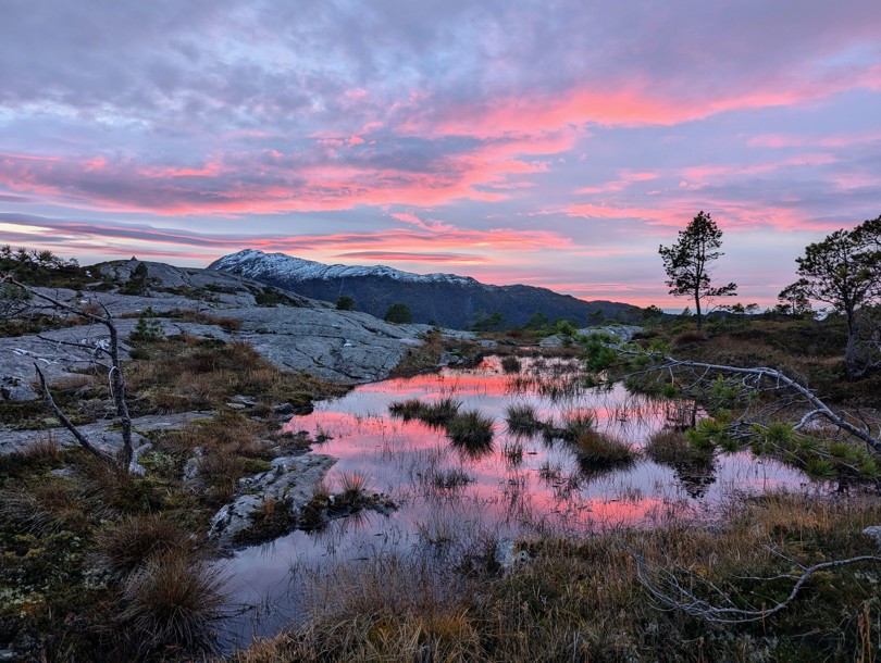 fjellandskap med berg og furuskog, med rosa himmel fra enten soloppgang eller solnedgang.