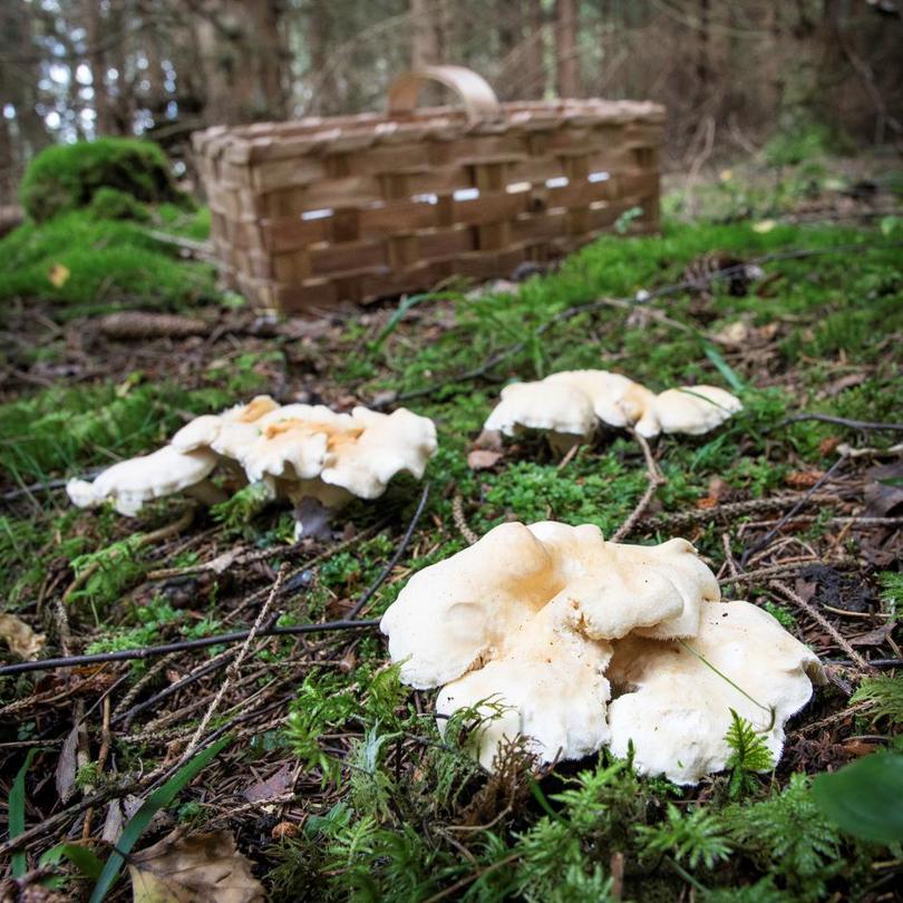 Sopp på skogsbunn.