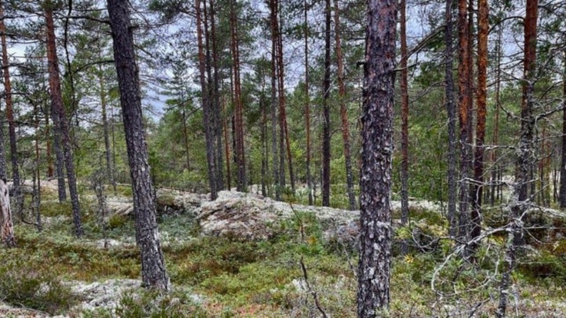 Furuskog
