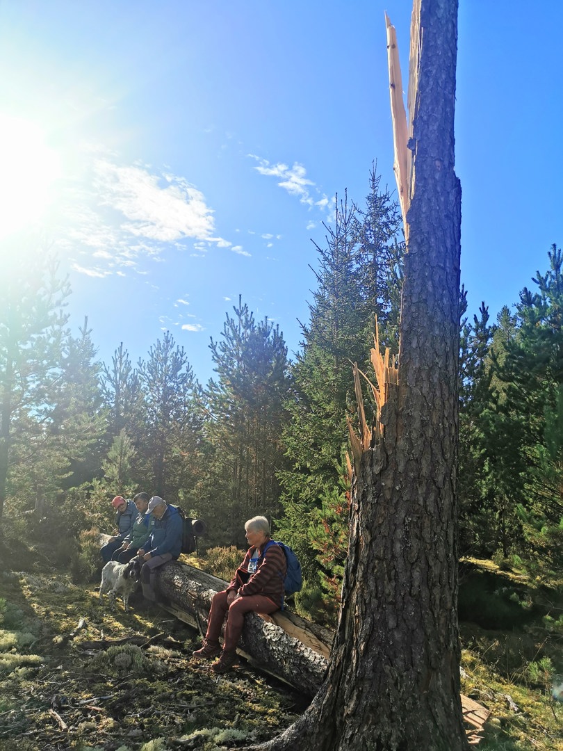 Utsikt over skogen