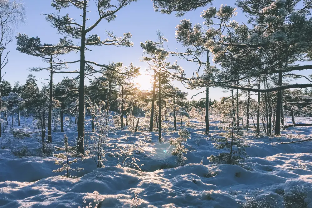 Solnedgang mellom trærne i vinterskog
