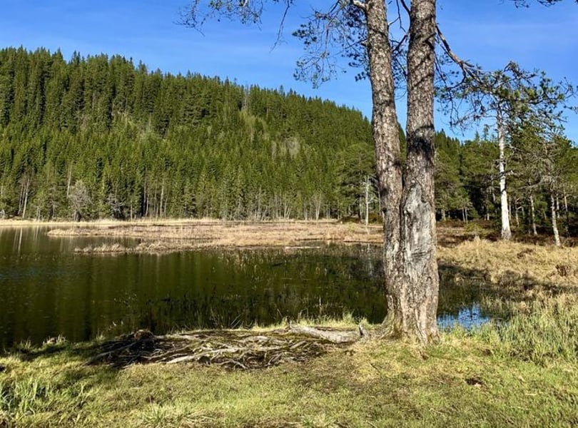 Et lite vann omringet av skog i nydelig sensommmervær.