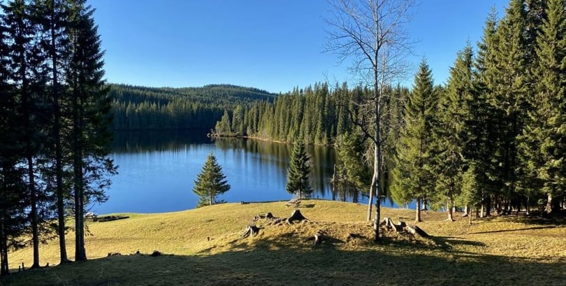 Bildet viser en åpen gressslette ved et stort vann omringet av skog. Sol og vint vær.