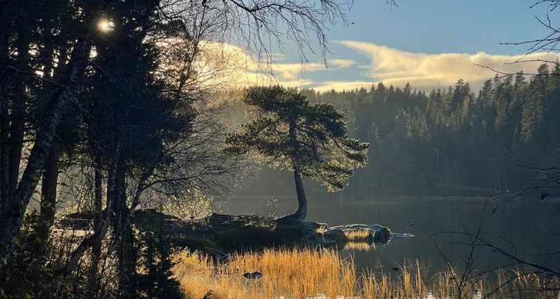 Bildet viser et lite vann omgitt av skog, med lav gyllen sol som kommer fram mellom trærne.