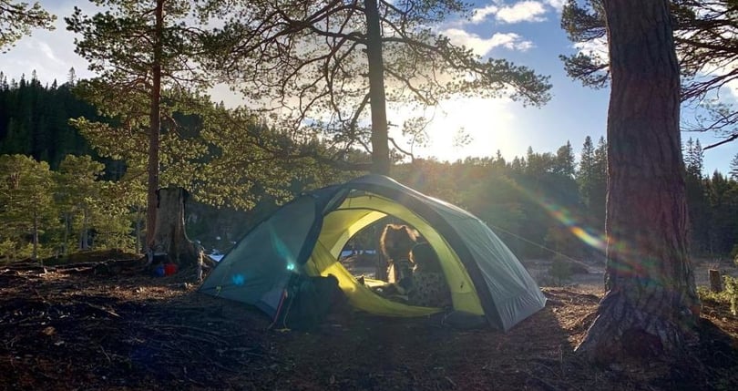 Telt med en person liggende inni, og en hund på utsiden. I skogen ved et vann.