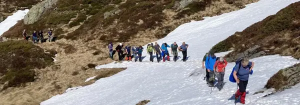 Ein stor tugjeng på rekke og rad over ei snøfonn ein vårdag 