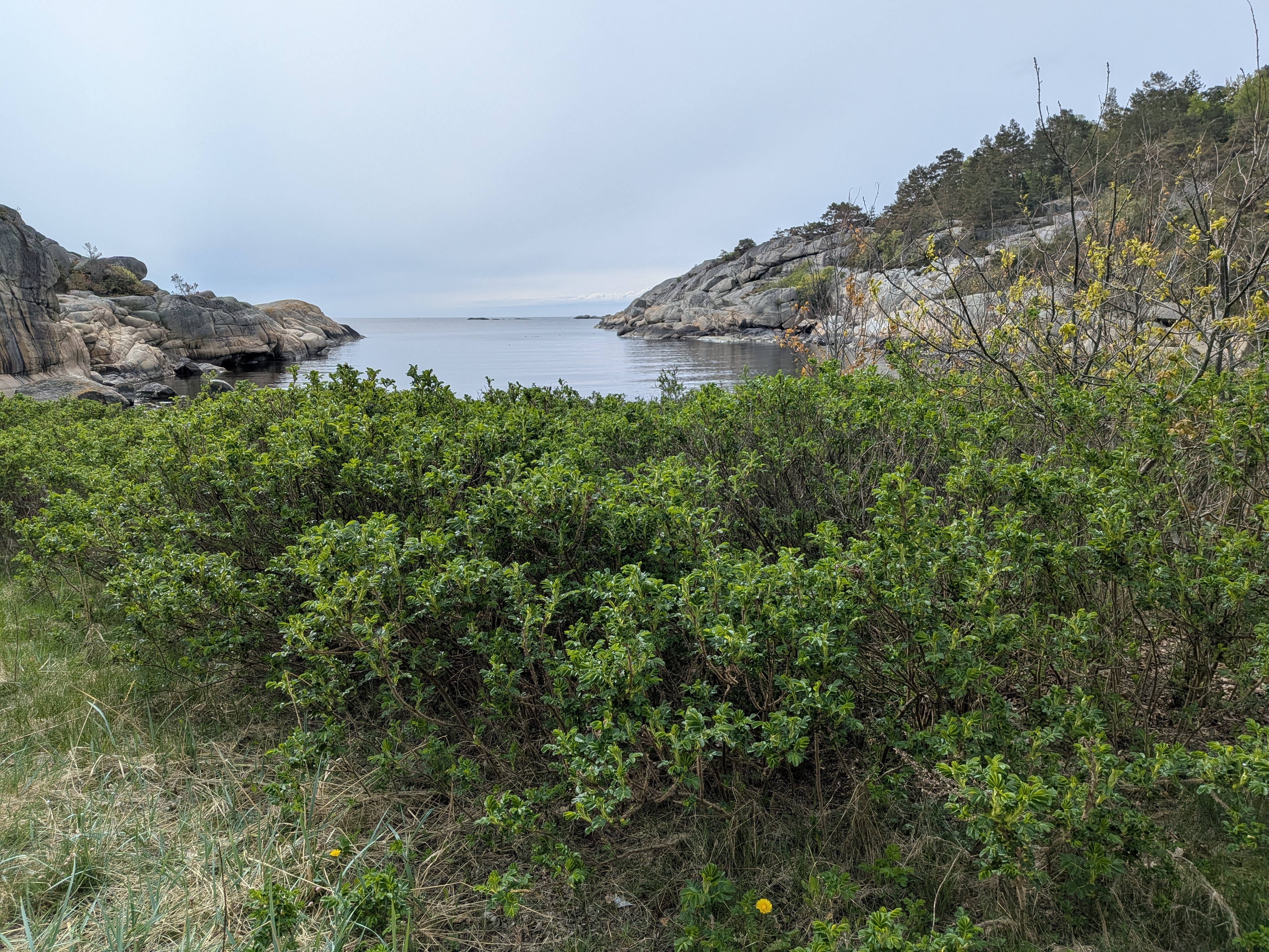 &Oslash;ster&oslash;ya 226