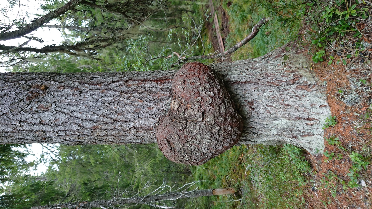 Øksnahjertet er en hjerteformet utvekst i ei furu