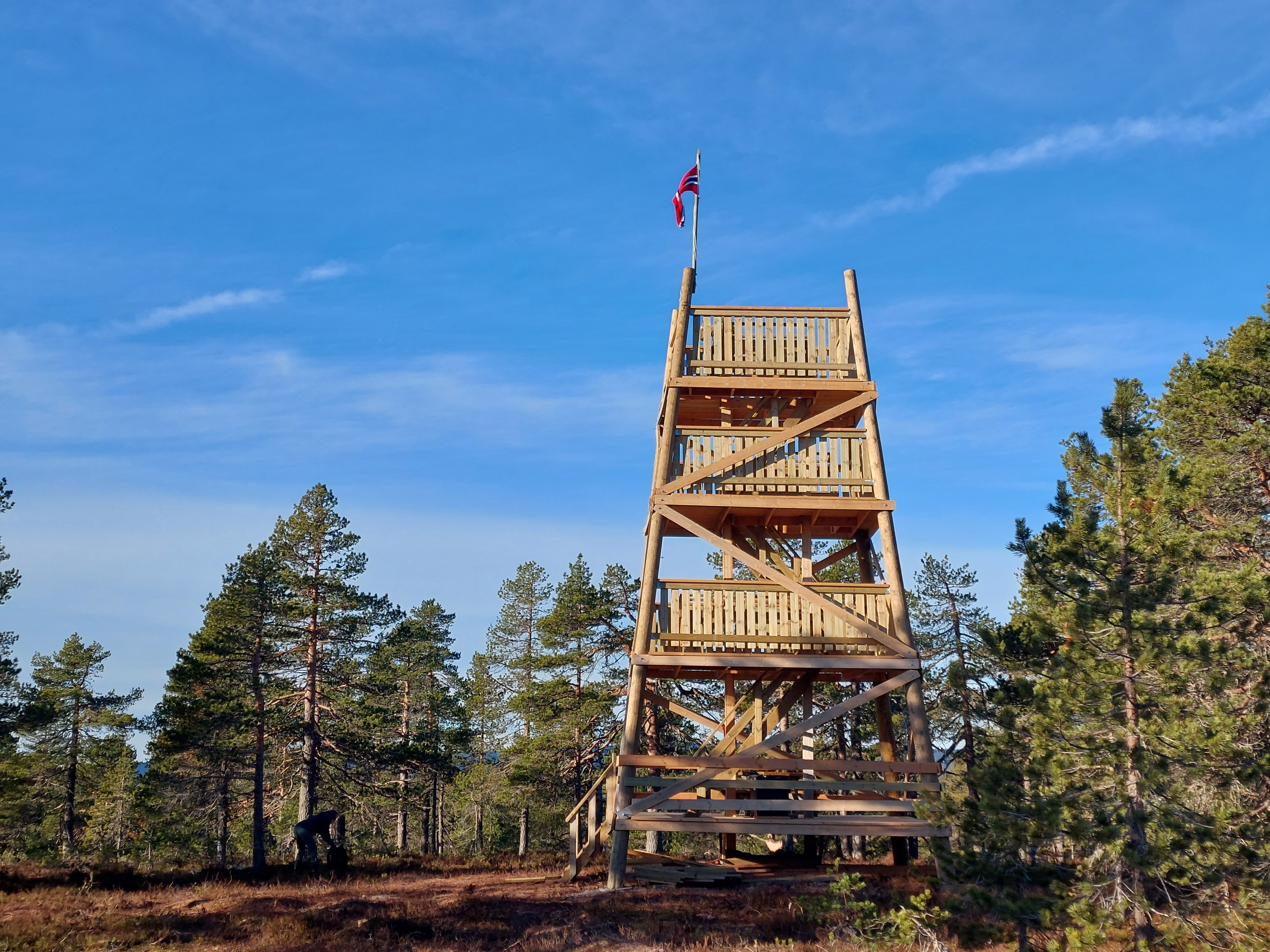 Øksnahjertet er en hjerteformet utvekst i ei furu