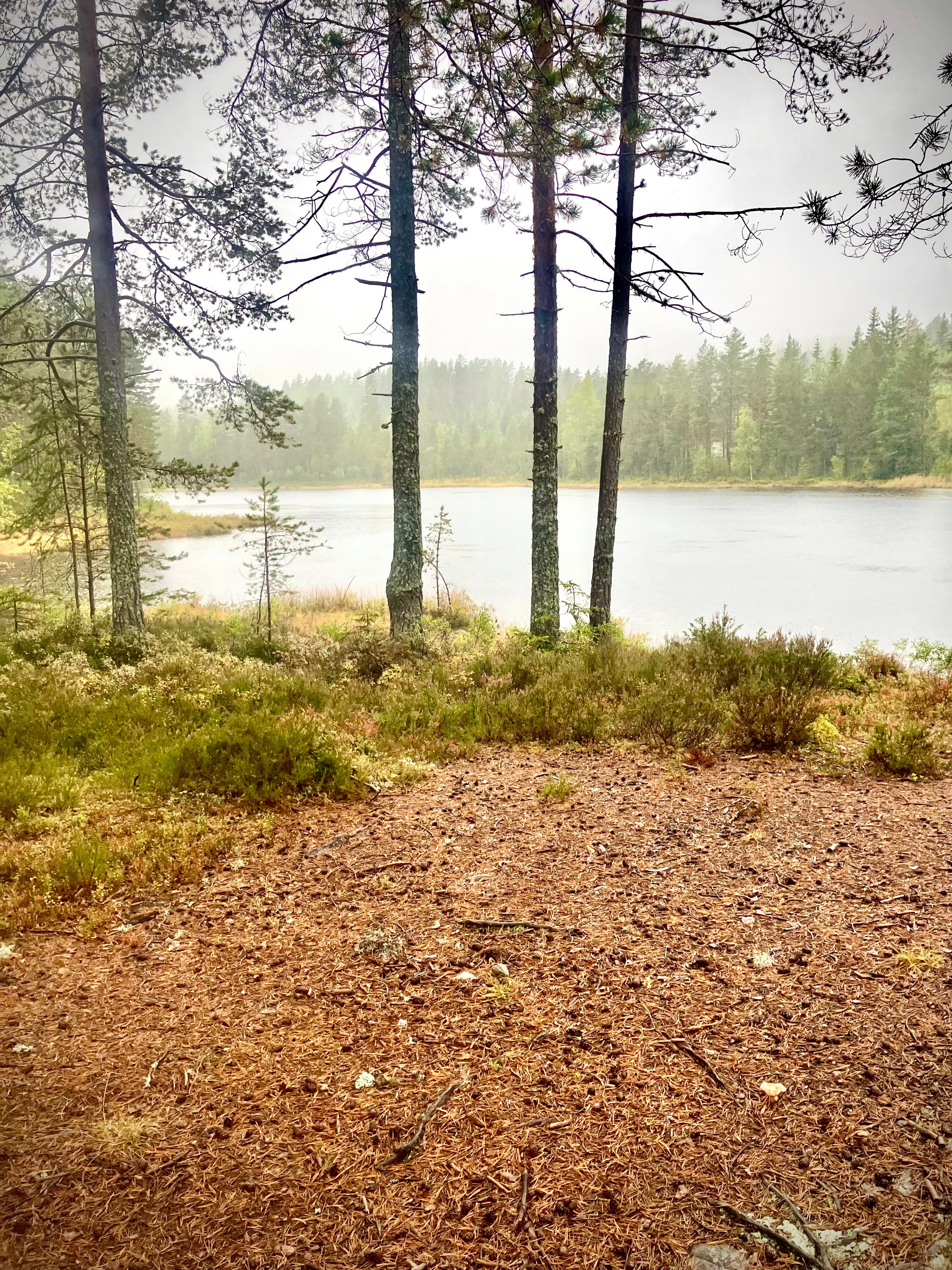 Opptjern