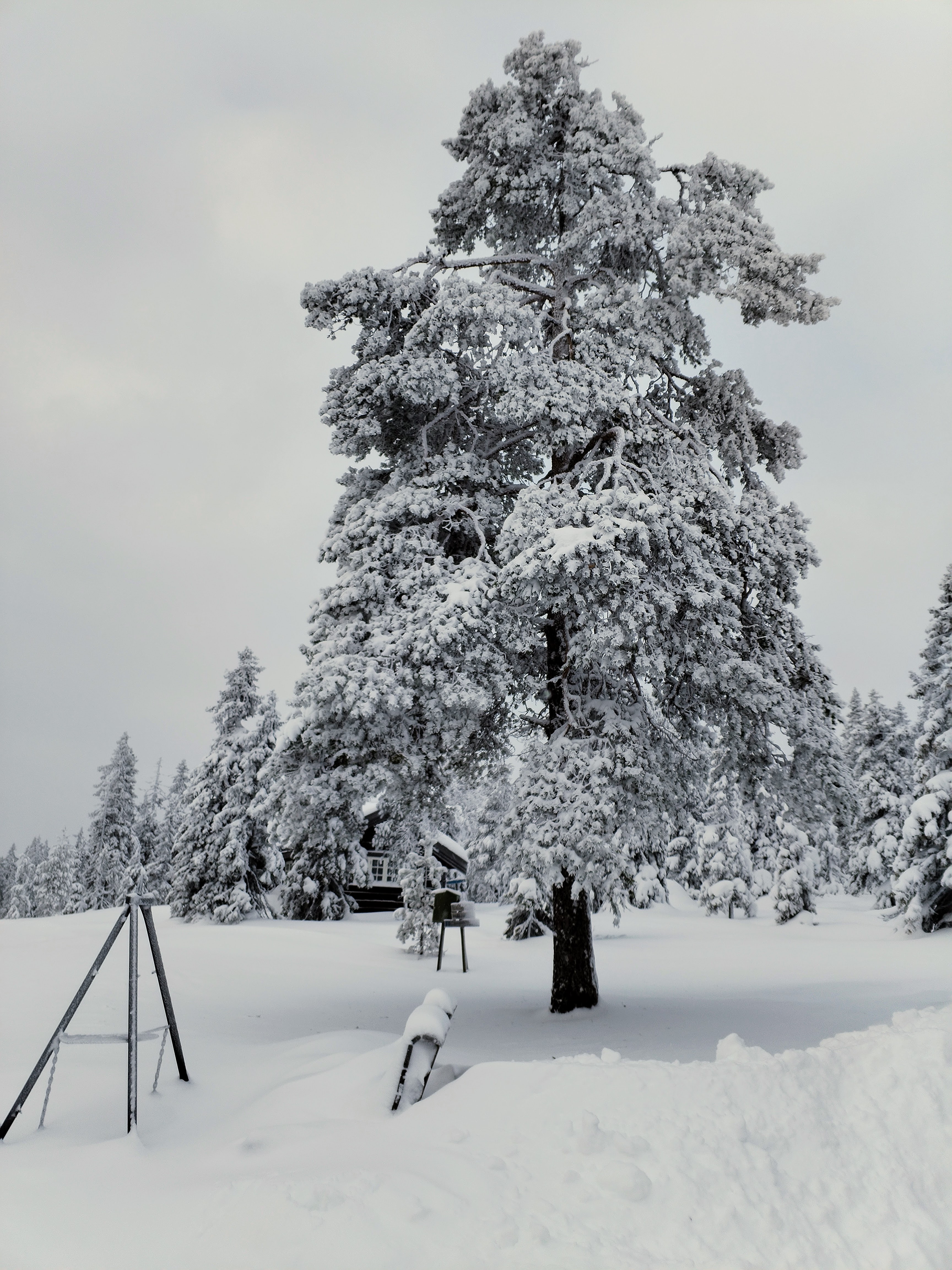 Snøkledd tre