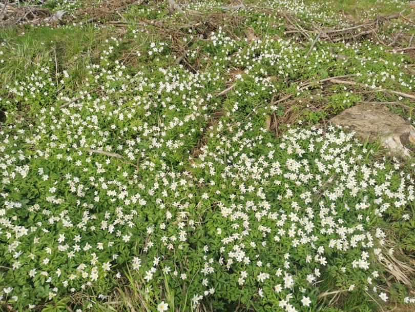 Blomster