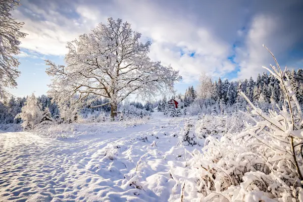Østtorp, eika og hytta en snørik vinterdag. Foto.