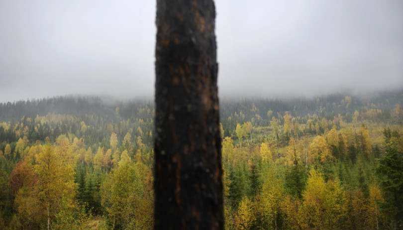 Bjørkeskog i høstfarger. Midt i bildet står en trestamme.