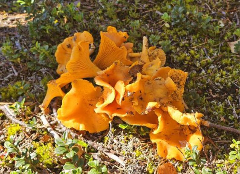Kantareller