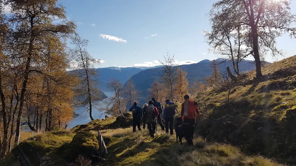 Blå himmel, haustfarga tre, og turfolk gåande mot Ulvikafjorden. 