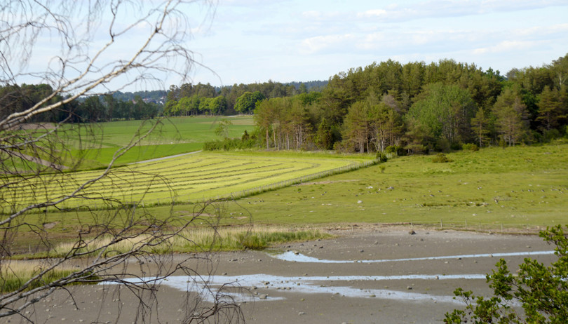 Grønne jorder og eng omgitt av skog.