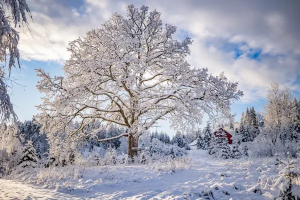 Et snøkledd eiketre med den røde Østtorphytta i bakgrunnen. Foto. 