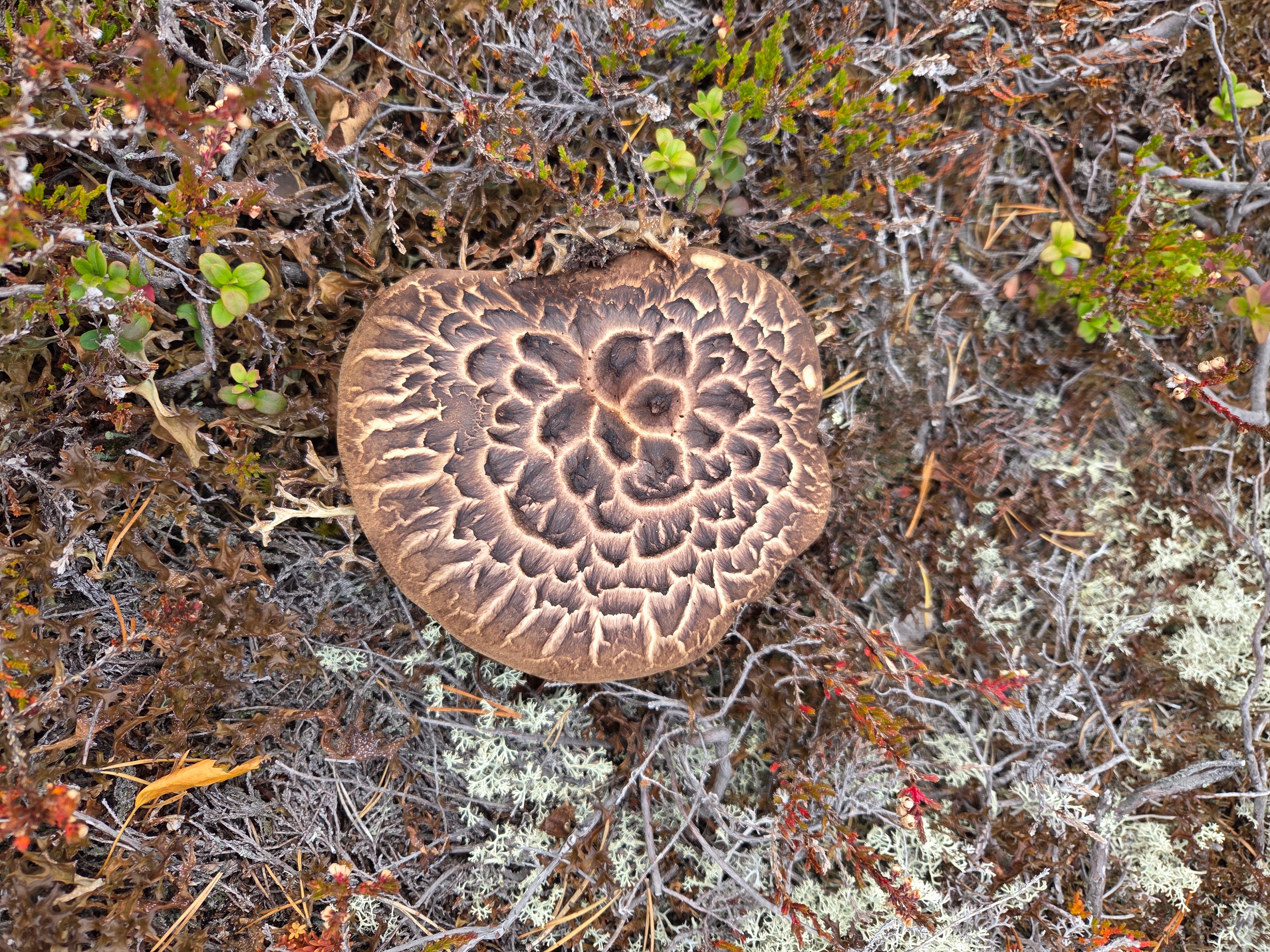 furuskjellpigg