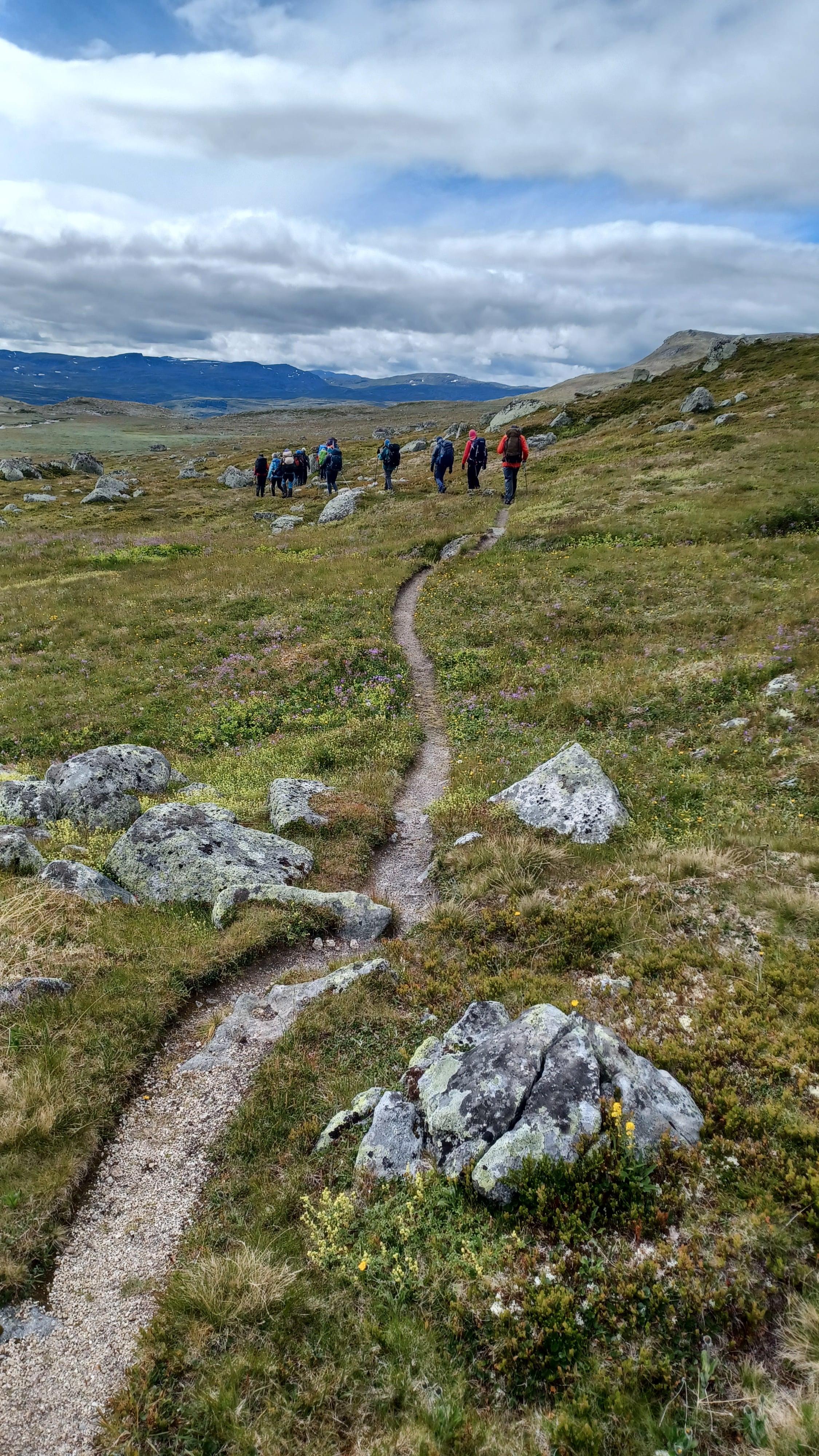 Flotte stier p&aring; vidda. Foto: Karsten Lien