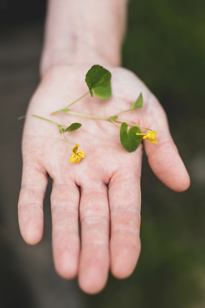 Nærbilde av en utstrakt hånd som viser frem små planter og blomster.