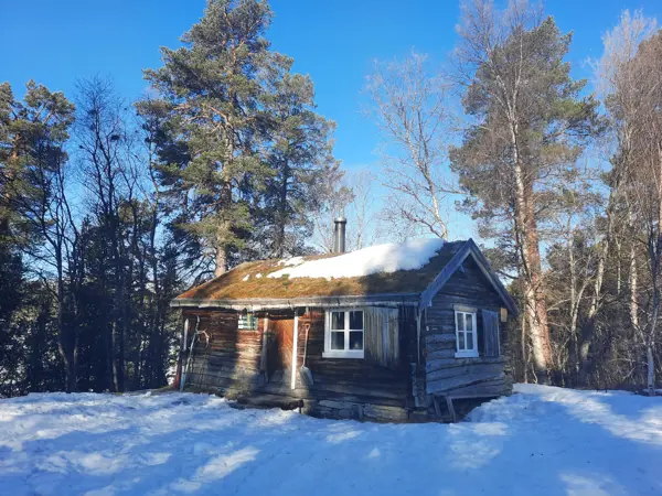 Tømmerhytte i furuskog, vinter