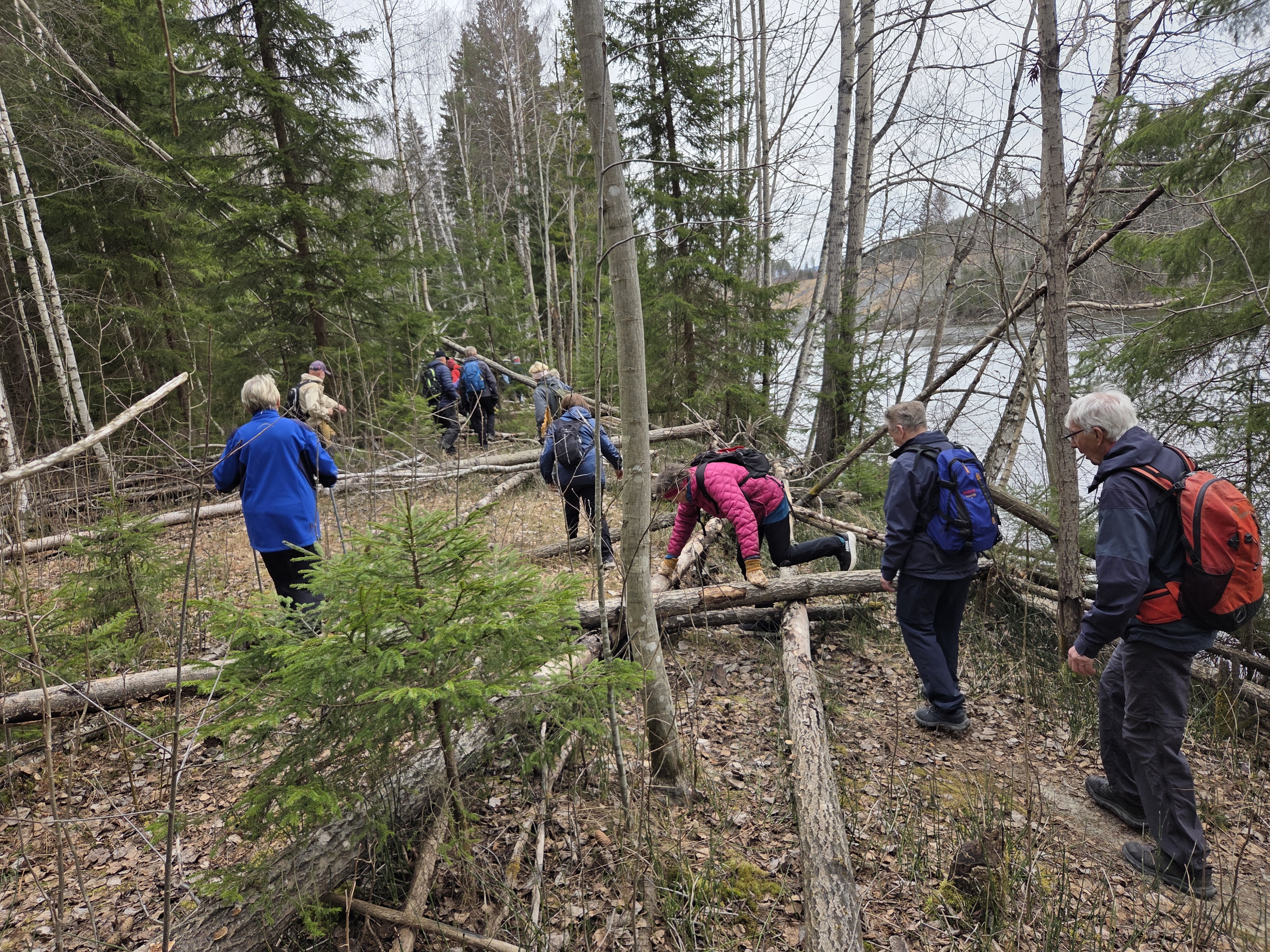Tr&aelig;r p&aring; kryss og tvers