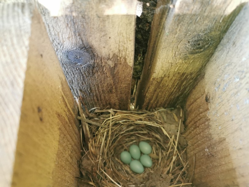 Fugleegg