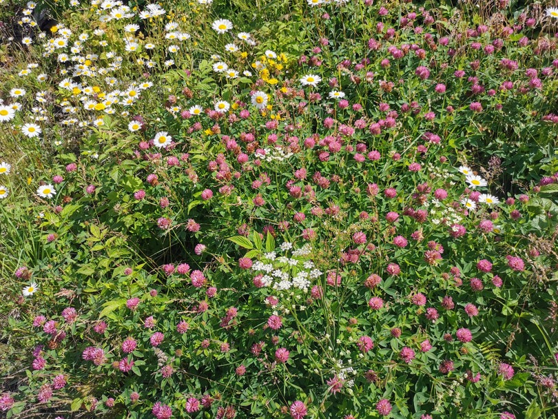 Frodig