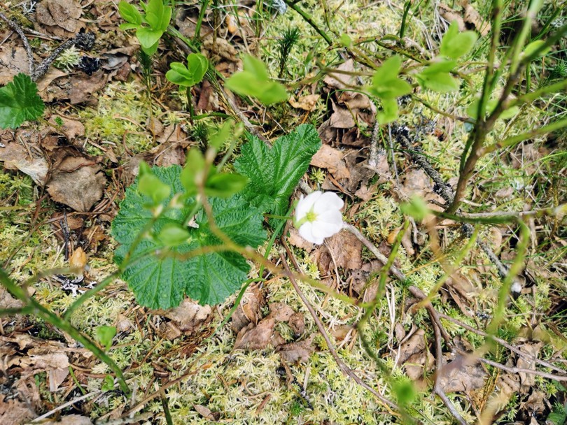 Blomst