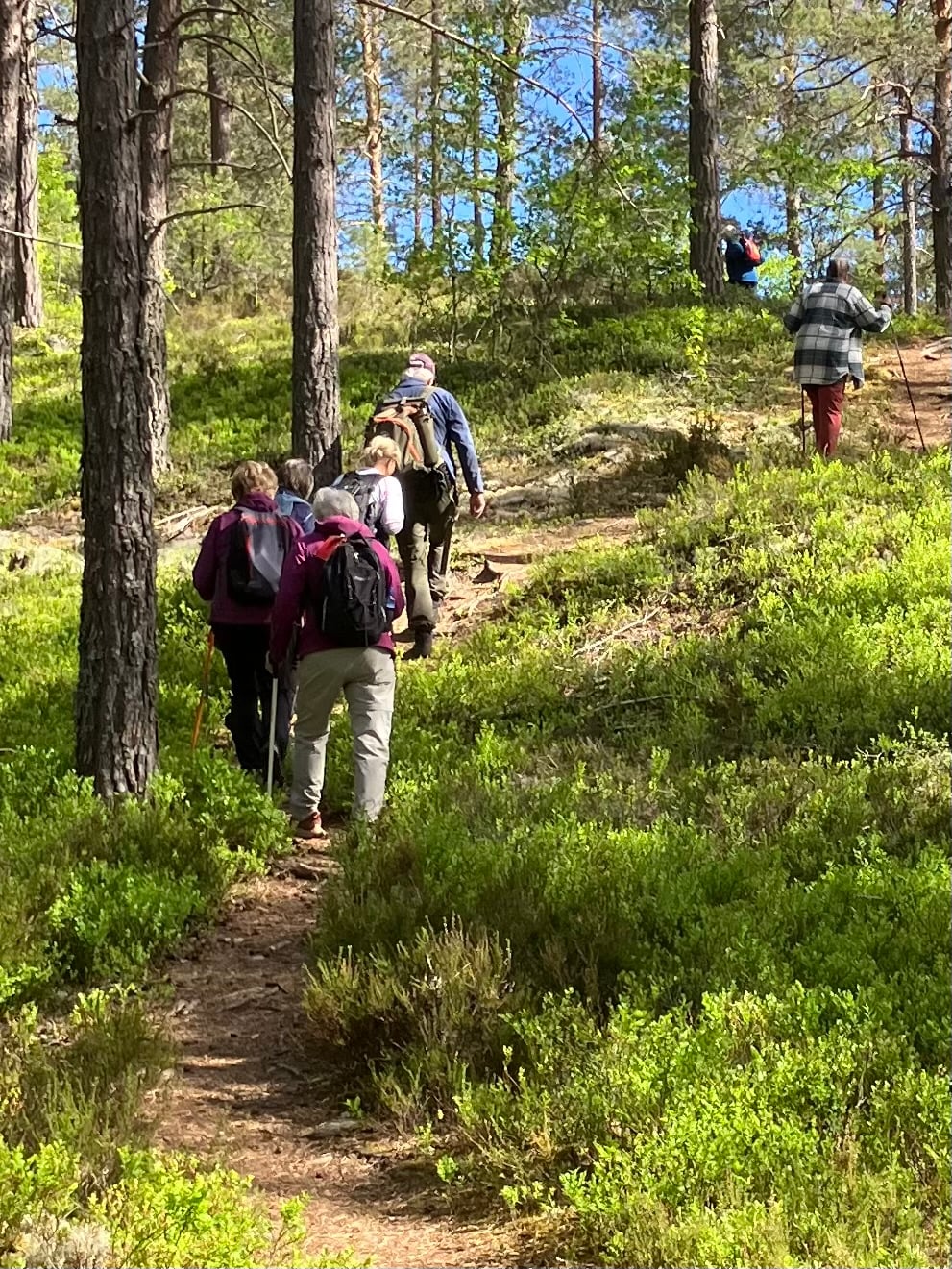 fine stier mot Lerbergsh&oslash;gda 26 mai 2026