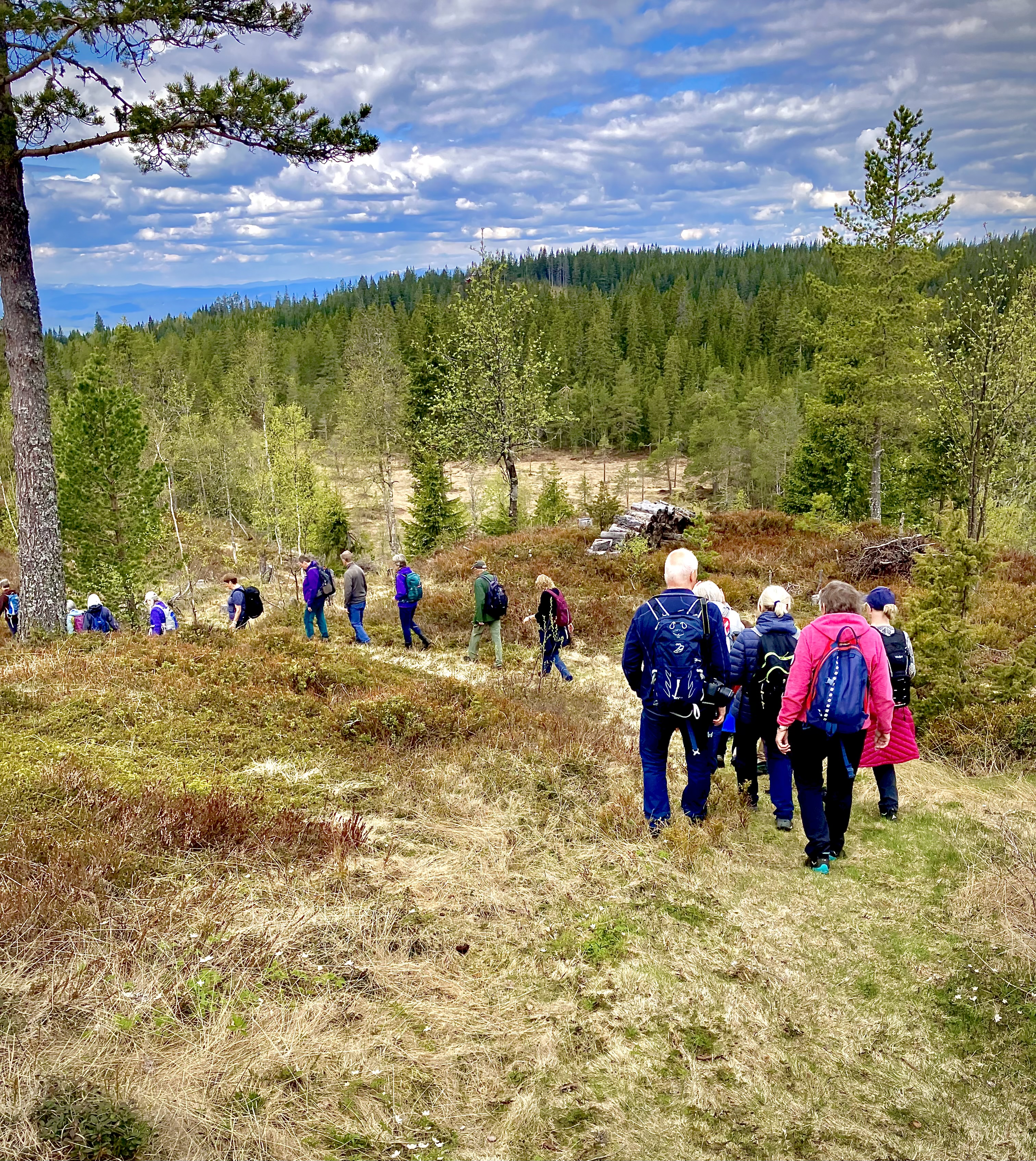 Mot lysløypa på Ringkollen