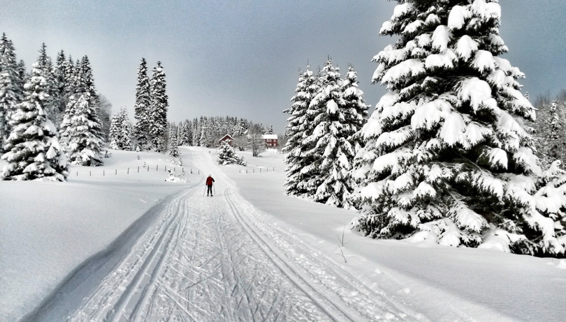 Skiløper følger preparert skispor opp en bakke blant snøtunge graner.