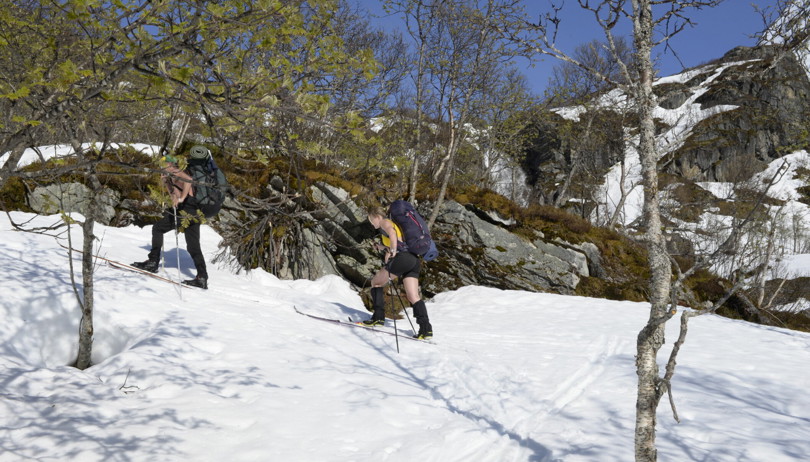 To mennesker går på ski opp ei bratt li med bjørketrær. Den ene personen går i bar overkropp, den andre personen i shorts.