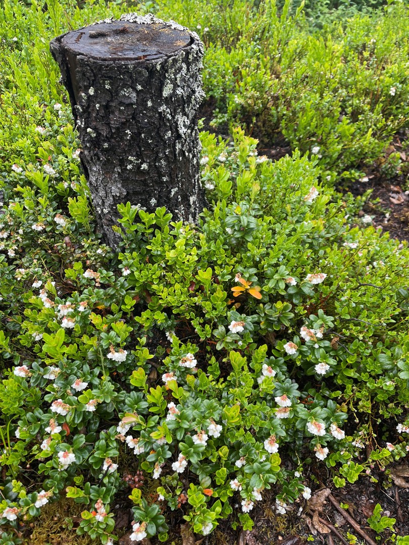 Blomster