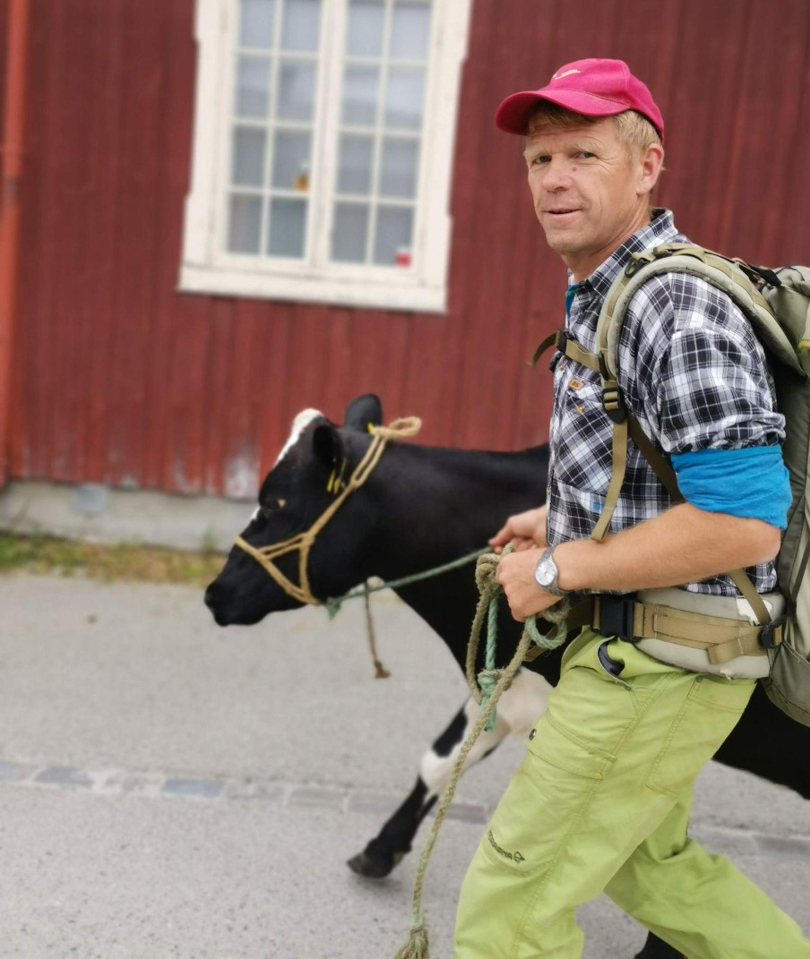 En mann med rød caps og rutete skjorte som leier en svart ku.