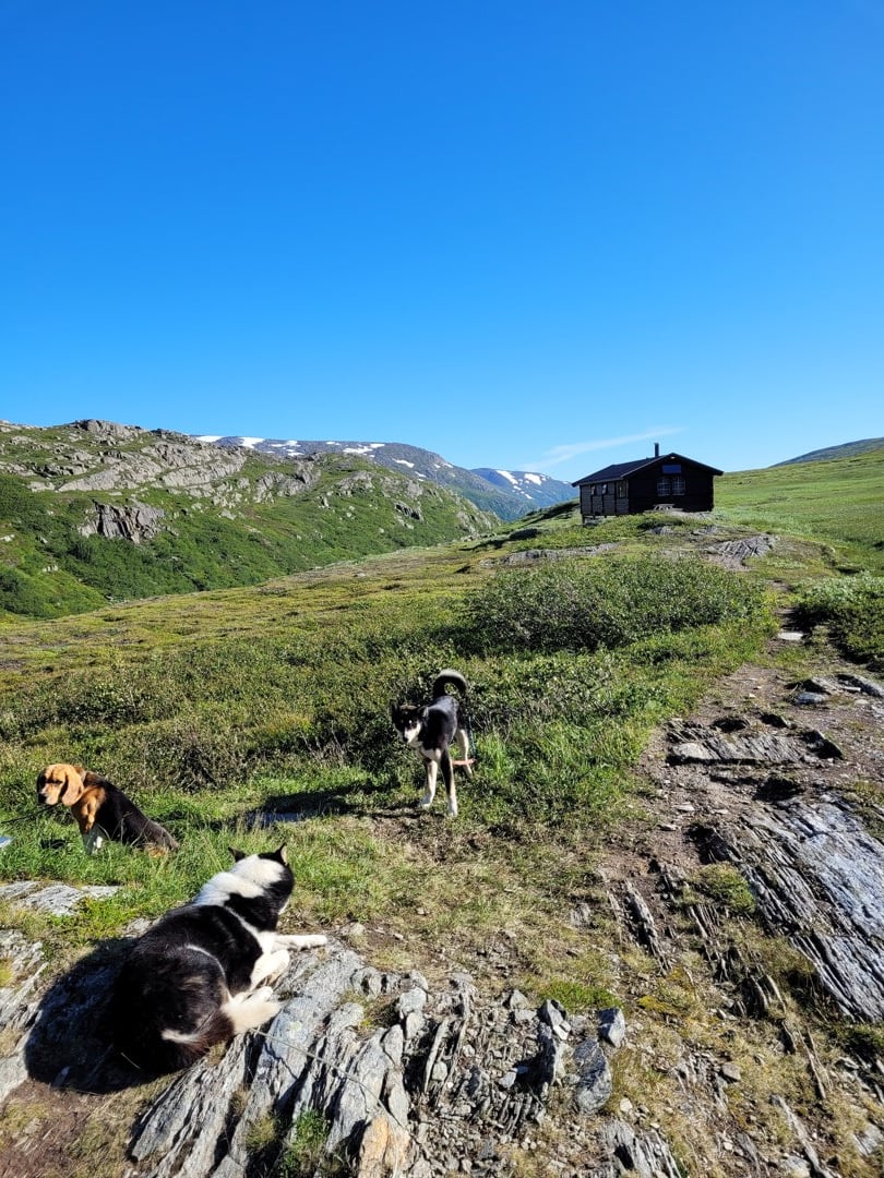 Ei hytte langt borte i et høyfjellandskap. Gress og høye fjell i bakgrunnen. I forgrunnen ligger 3 polarhunder.