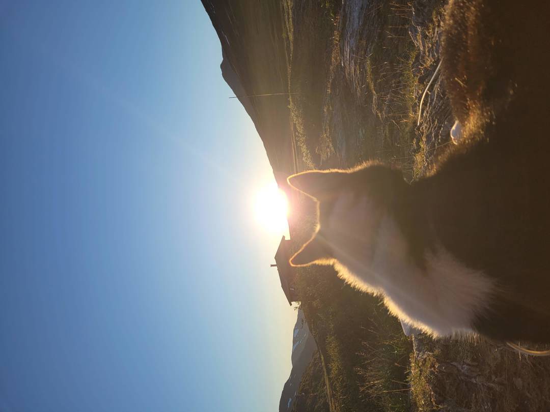 Bakhodet på en hund som sitter og ser mot ei hytte lengre fremme, og en sol som er i ferd med å gå ned. Høyfjellandskap.