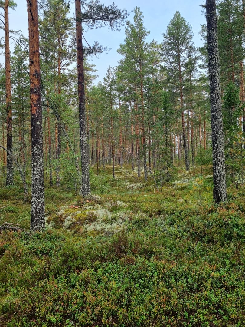 Fin skog