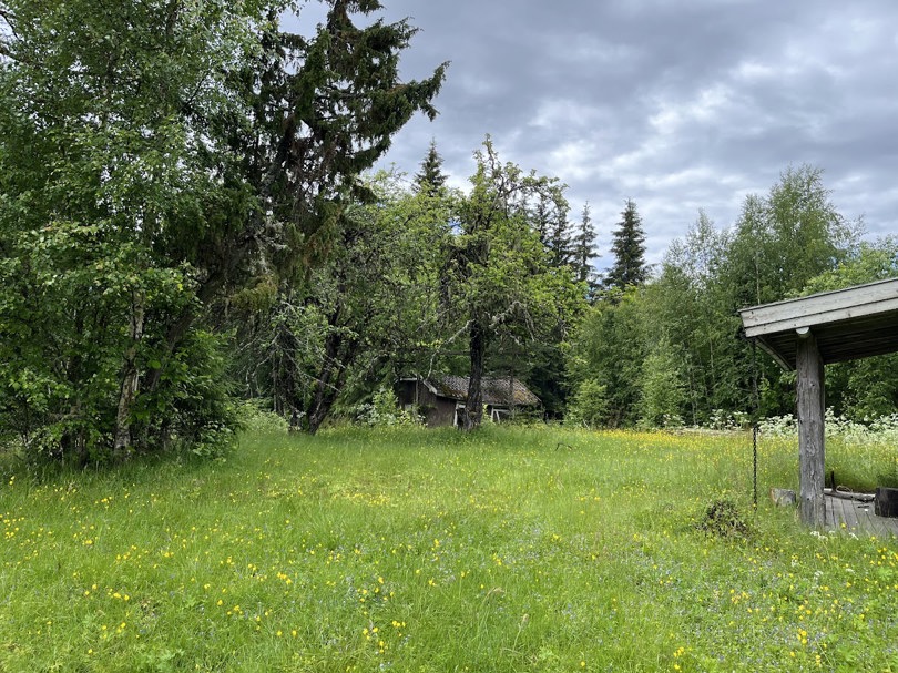 Jelsnesvangen