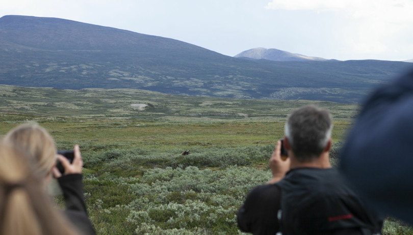 To personer med ryggen til holder opp fotoapparater og tar bilde utover et fjellområde. Et stykke unna skimtes en moskusokse i lyngen. 