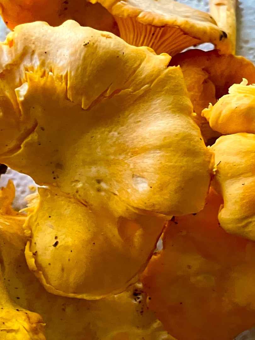 Kantareller
