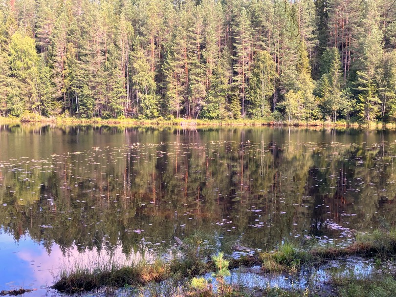 Ristjern