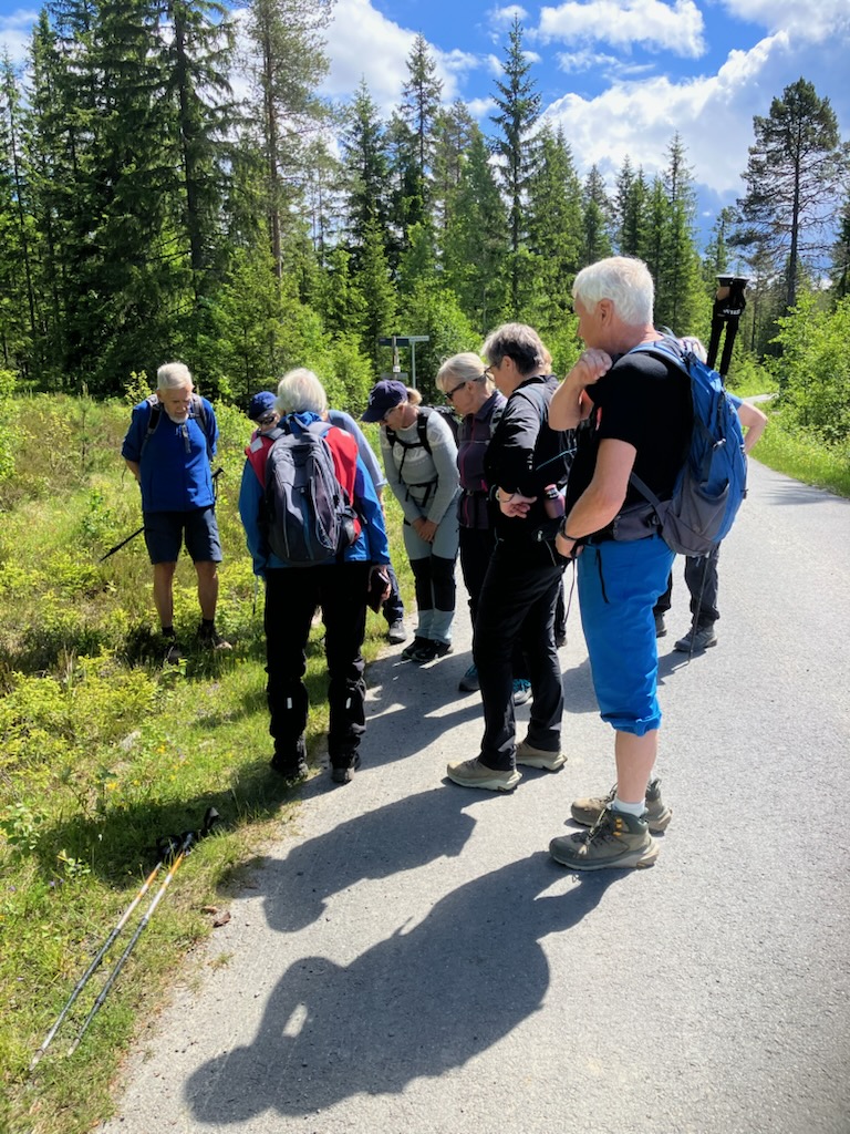 Blomsterstopp i veikanten Foto Brit Olaug Monserud
