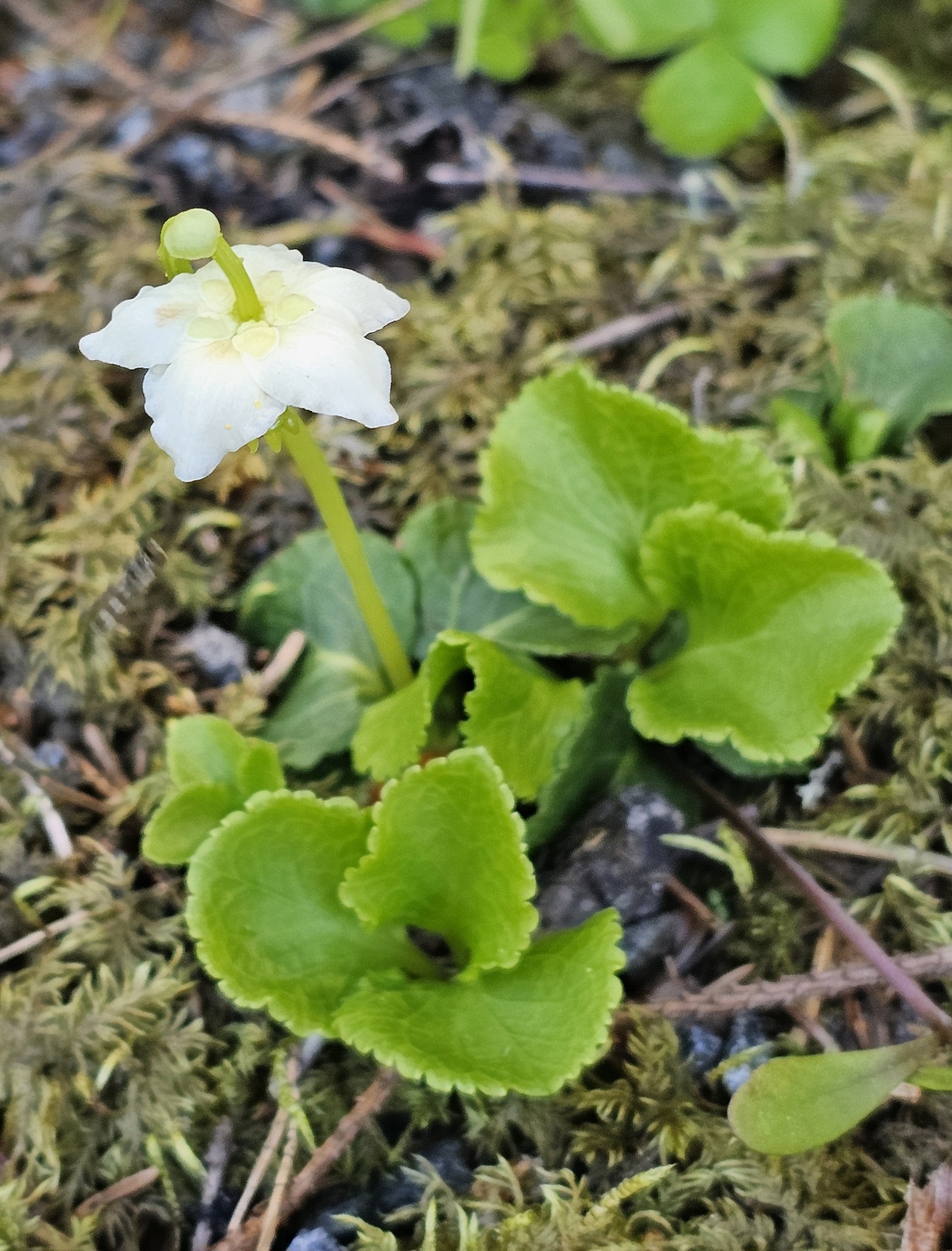 Olavsstake funnet i veikanten ved Jaklefoss Foto Marit Stubbraaten