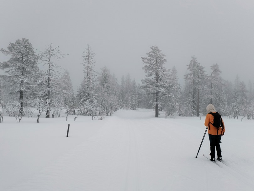 Snøtung skog i tåke.