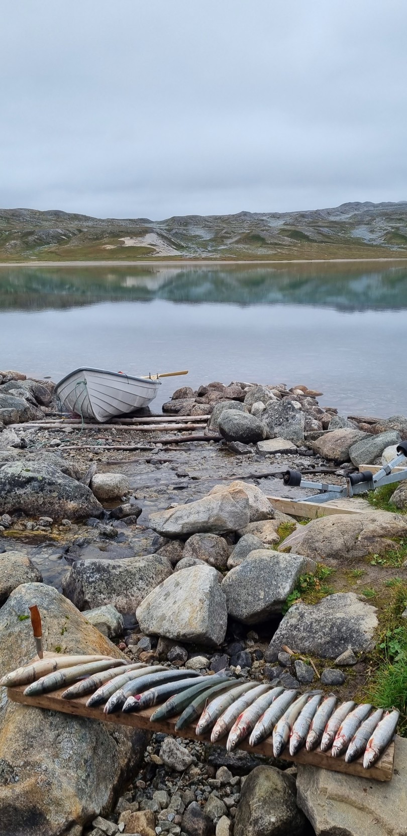 Ei lita trebrygge med en båt. Foran ligger det en rekke fisk. Det er sommer og grønt gress og mose. 