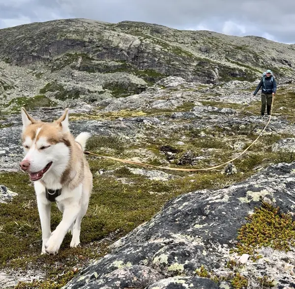 Hund i fjellet, båndtvang